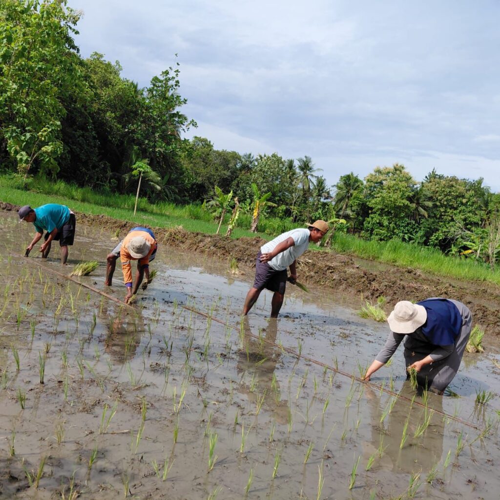 A_sister_planting_rice_together_with_neighbors